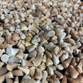 Bulk Mosasaur Fossil Teeth, 1.25 in – AD-12545 - PaleoDeserts