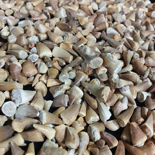 Bulk Mosasaur Fossil Teeth, 1.25 in – AD-12545 - PaleoDeserts