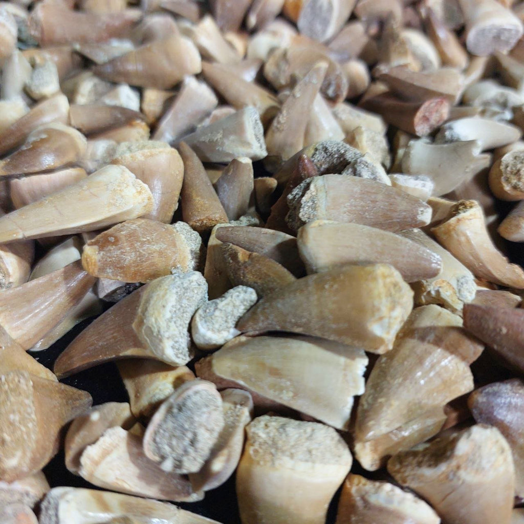 Bulk Mosasaur Fossil Teeth, 1.25 in – AD-12545 - PaleoDeserts