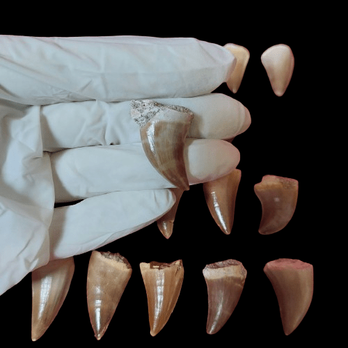 Bulk Mosasaur Fossil Teeth, 1.5 in – AD-12566 - PaleoDeserts