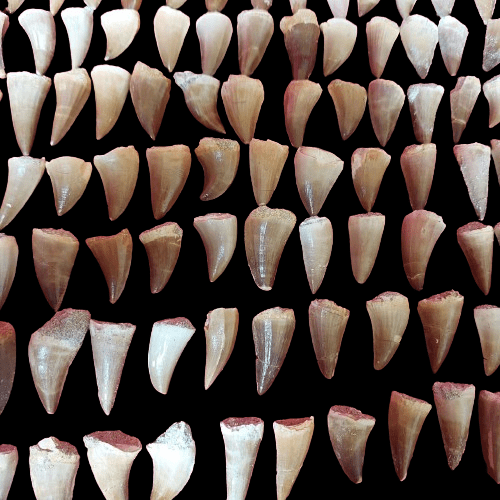 Bulk Mosasaur Fossil Teeth, 1.5 in – AD-12566 - PaleoDeserts