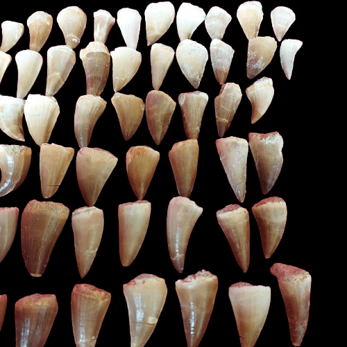 Bulk Mosasaur Fossil Teeth, 1.5 in – AD-12566 - PaleoDeserts