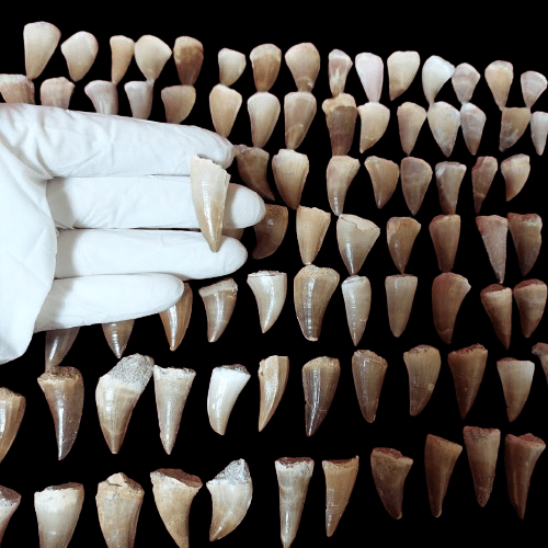 Bulk Mosasaur Fossil Teeth, 1.5 in – AD-12566 - PaleoDeserts