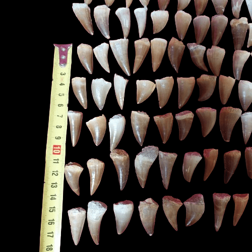 Bulk Mosasaur Fossil Teeth, 1.5 in – AD-12566 - PaleoDeserts
