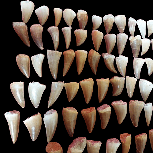 Bulk Mosasaur Fossil Teeth, 1.5 in – AD-12566 - PaleoDeserts