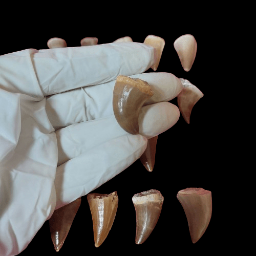 Bulk Mosasaur Fossil Teeth, 1.5 in – AD-12566 - PaleoDeserts