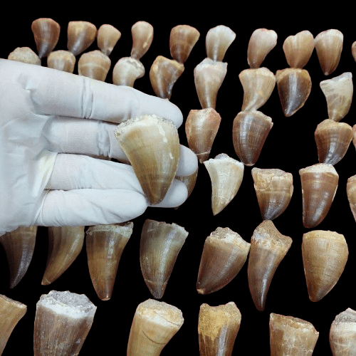 Bulk Mosasaur Fossil Teeth, 1.96 in – AD-12576 - PaleoDeserts
