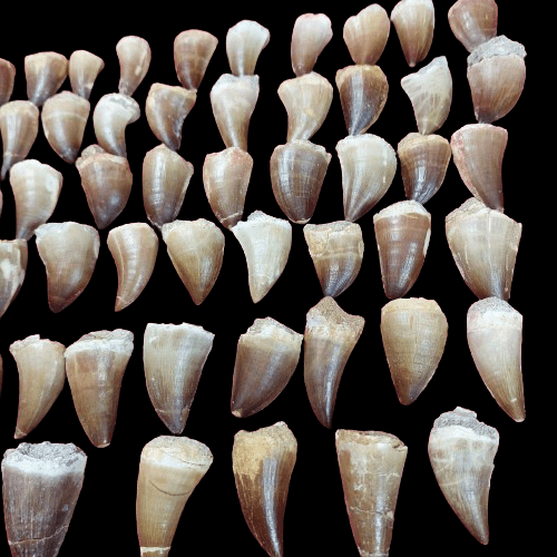 Bulk Mosasaur Fossil Teeth, 1.96 in – AD-12576 - PaleoDeserts