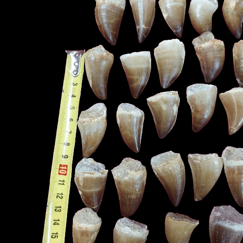 Bulk Mosasaur Fossil Teeth, 1.96 in – AD-12576 - PaleoDeserts