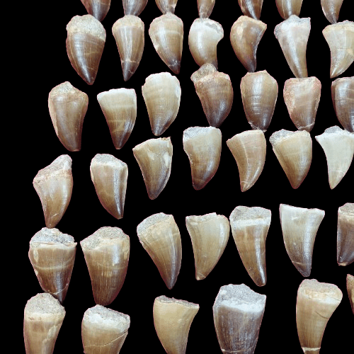 Bulk Mosasaur Fossil Teeth, 1.96 in – AD-12576 - PaleoDeserts
