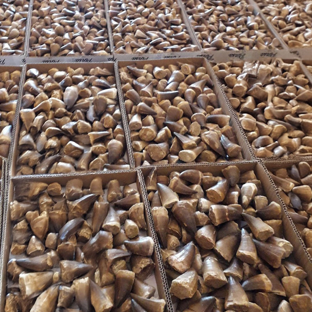 Bulk Mosasaur Fossil Teeth, 1.96 in – AD-12576 - PaleoDeserts