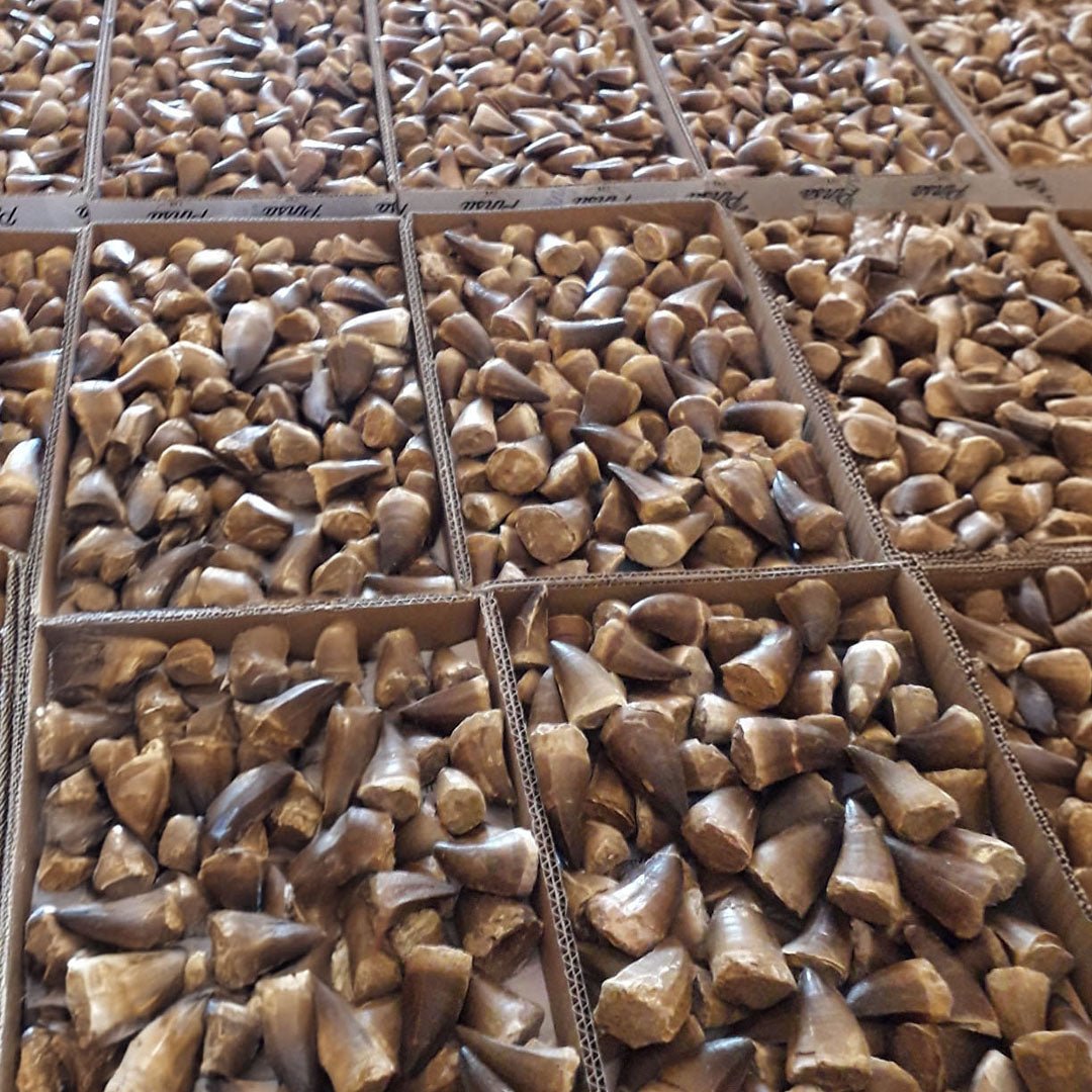 Mosasaur Fossil Teeth, 1.96 in (5 cm) – Bulk Lot, Morocco
