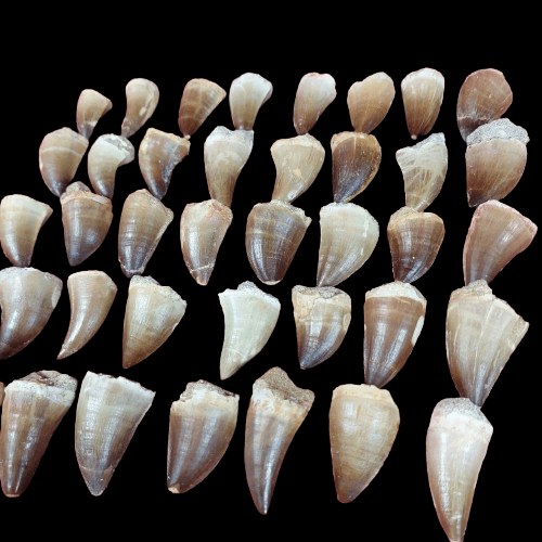 Bulk Mosasaur Fossil Teeth, 1.96 in – AD-12576 - PaleoDeserts