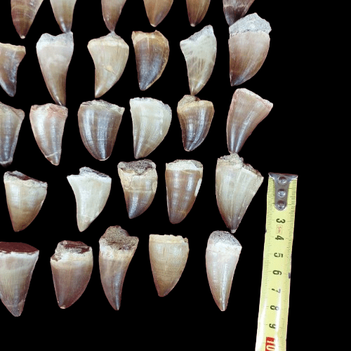Bulk Mosasaur Fossil Teeth, 1.96 in – AD-12576 - PaleoDeserts