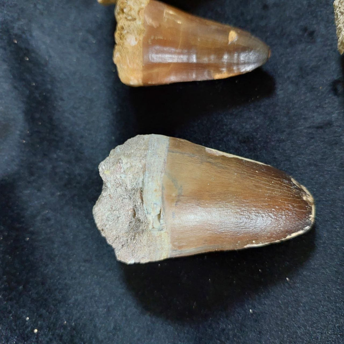 Bulk Mosasaur Fossil Teeth, 2.4 in – AD-12590 - PaleoDeserts