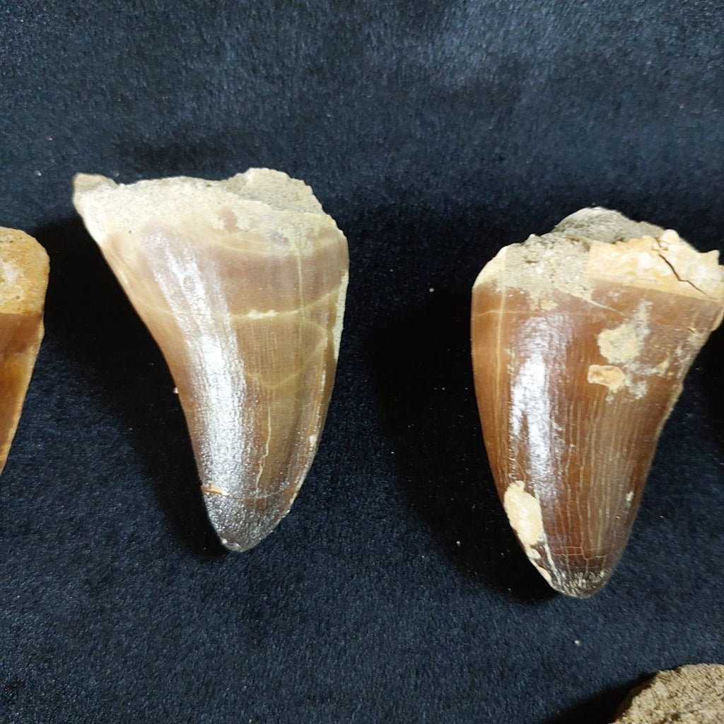 Bulk Mosasaur Fossil Teeth, 2.4 in – AD-12590 - PaleoDeserts