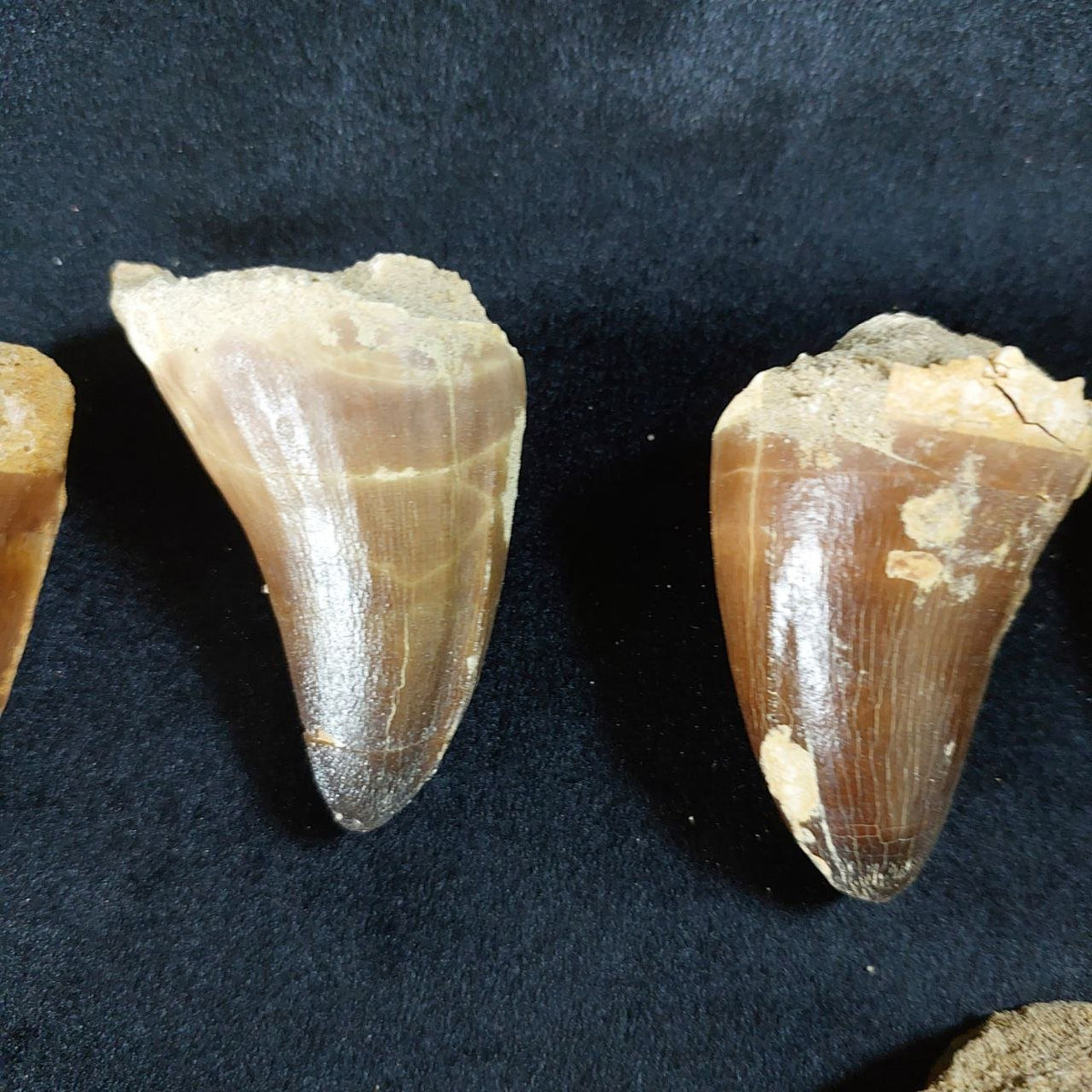 Bulk Mosasaur Fossil Teeth, 2.4 in – AD-12590 - PaleoDeserts