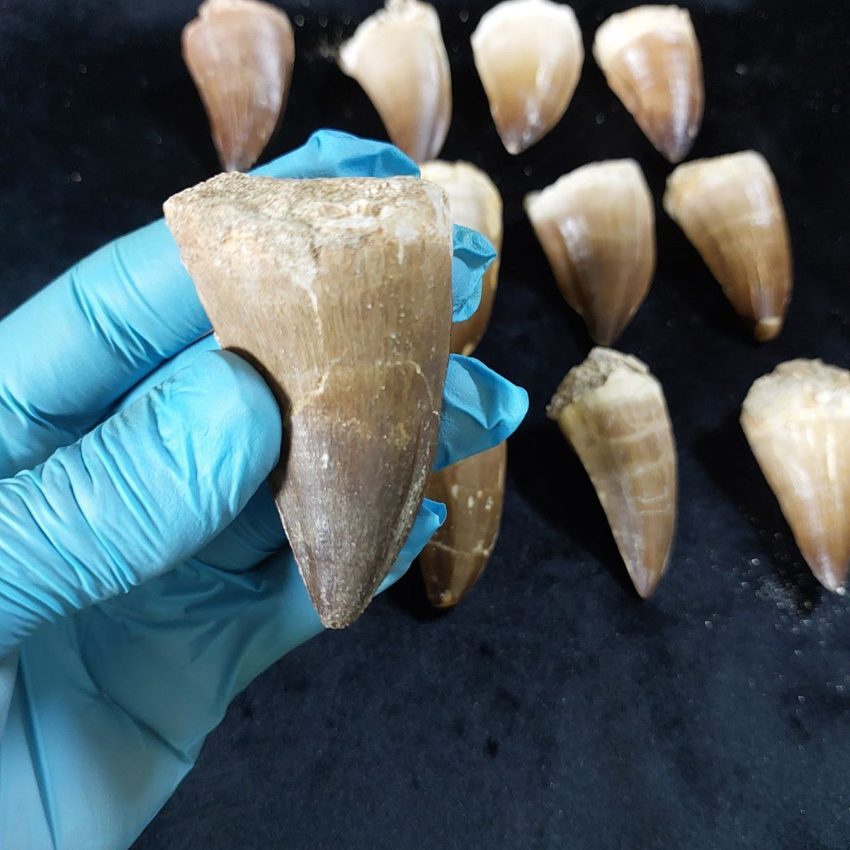 Bulk Mosasaur Fossil Teeth, 2.4 in – AD-12590 - PaleoDeserts