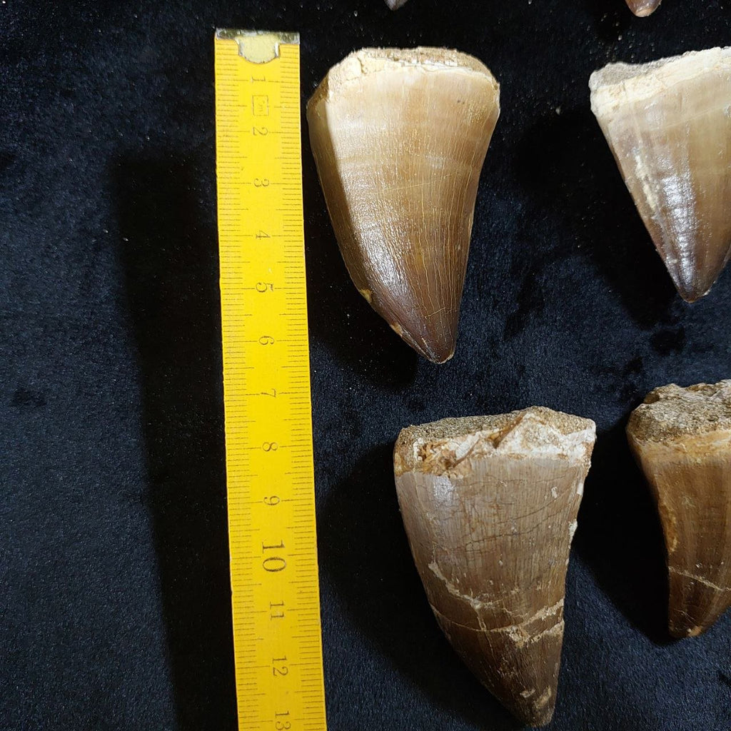 Bulk Mosasaur Fossil Teeth, 2.4 in – AD-12590 - PaleoDeserts