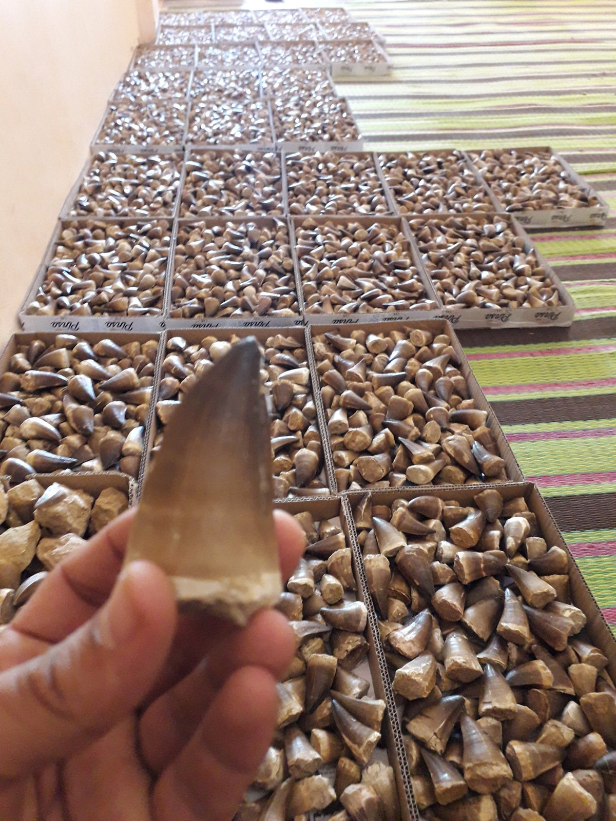 Bulk Mosasaur Fossil Teeth, 2.4 in – AD-12590 - PaleoDeserts