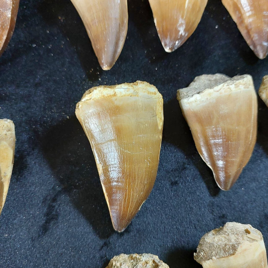 Bulk Mosasaur Fossil Teeth, 2.4 in – AD-12590 - PaleoDeserts