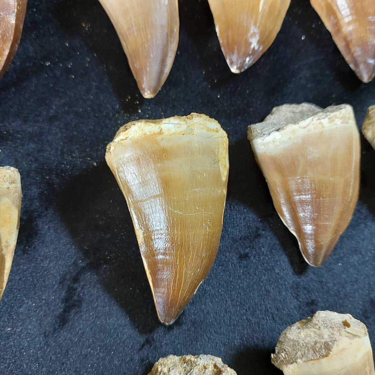 Bulk Mosasaur Fossil Teeth, 2.4 in – AD-12590 - PaleoDeserts