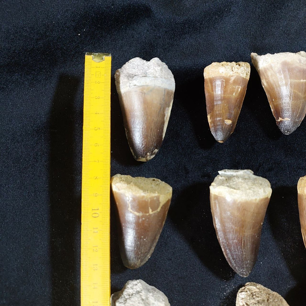 Bulk Mosasaur Fossil Teeth, 2.4 in – AD-12590 - PaleoDeserts