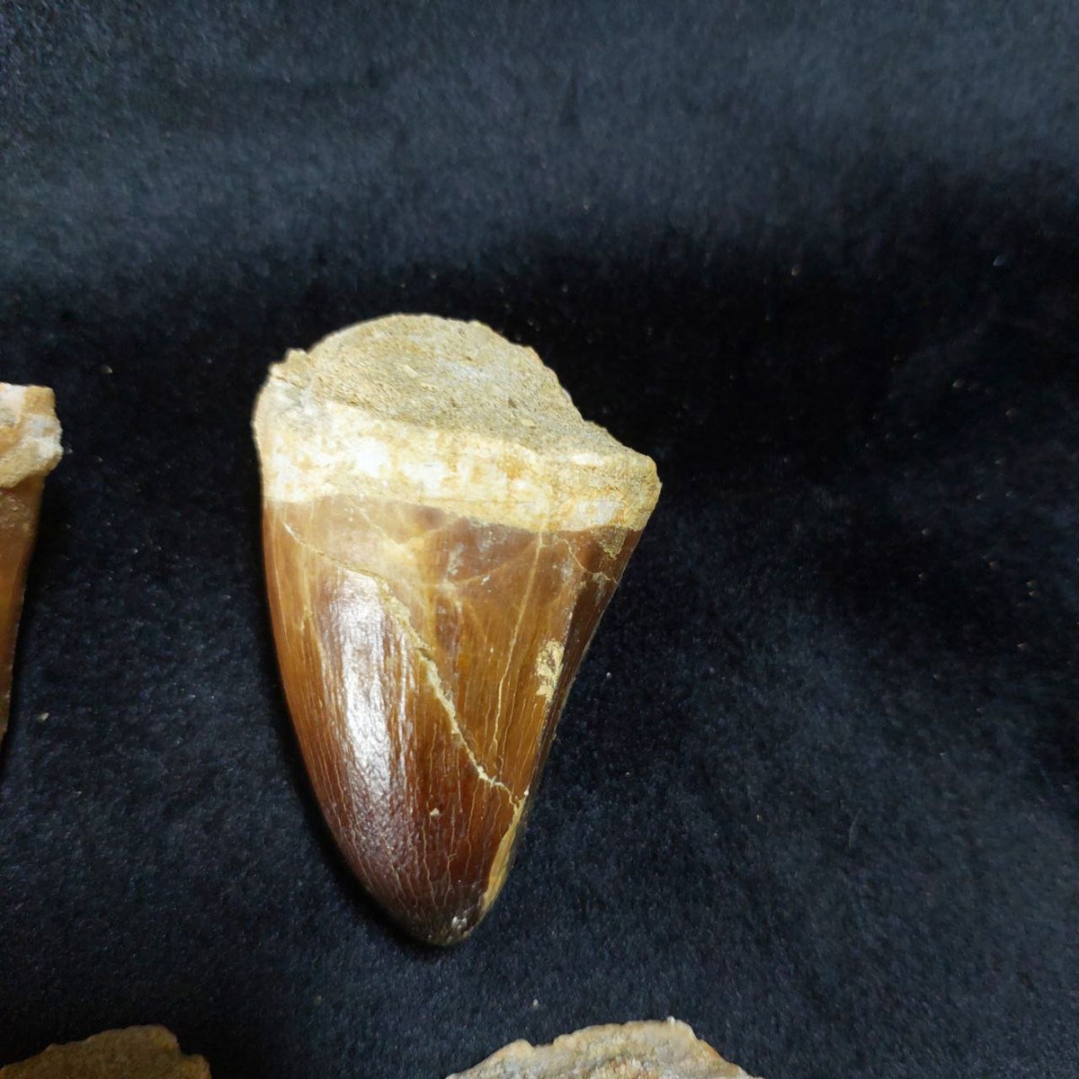Bulk Mosasaur Fossil Teeth, 2.4 in – AD-12590 - PaleoDeserts