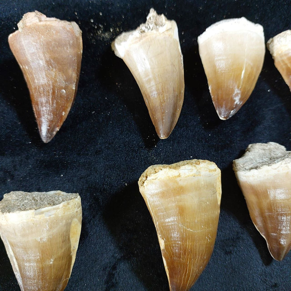 Bulk Mosasaur Fossil Teeth, 2.4 in – AD-12590 - PaleoDeserts