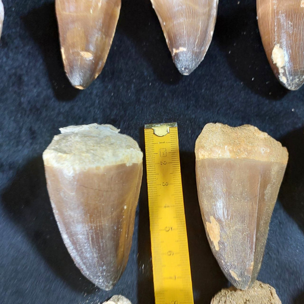Bulk Mosasaur Fossil Teeth, 2.4 in – AD-12590 - PaleoDeserts