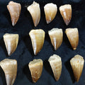 Bulk Mosasaur Fossil Teeth, 2.4 in – AD-12590 - PaleoDeserts