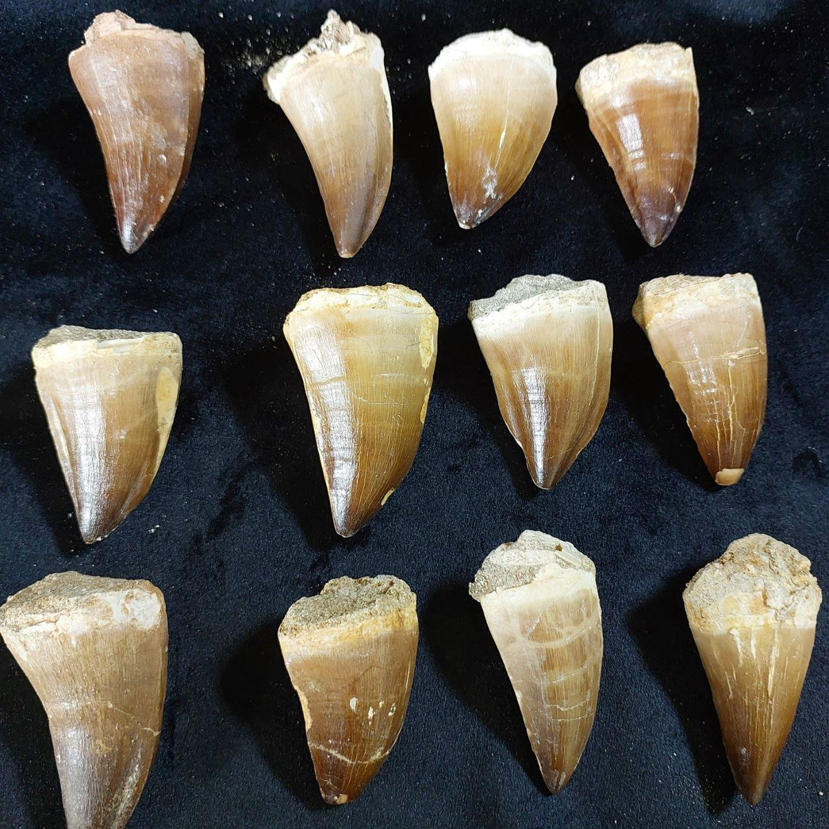 Bulk Mosasaur Fossil Teeth, 2.4 in – AD-12590 - PaleoDeserts