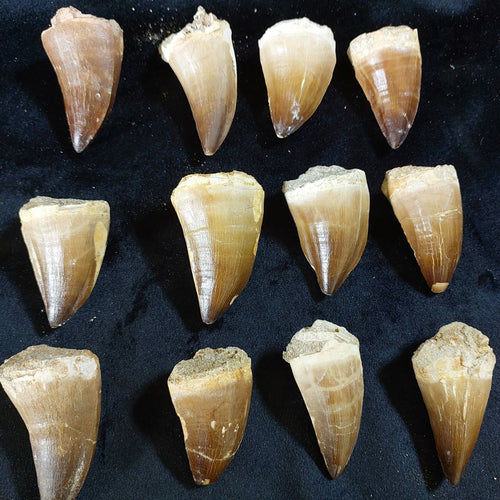 Bulk Mosasaur Fossil Teeth, 2.4 in – AD-12590 - PaleoDeserts