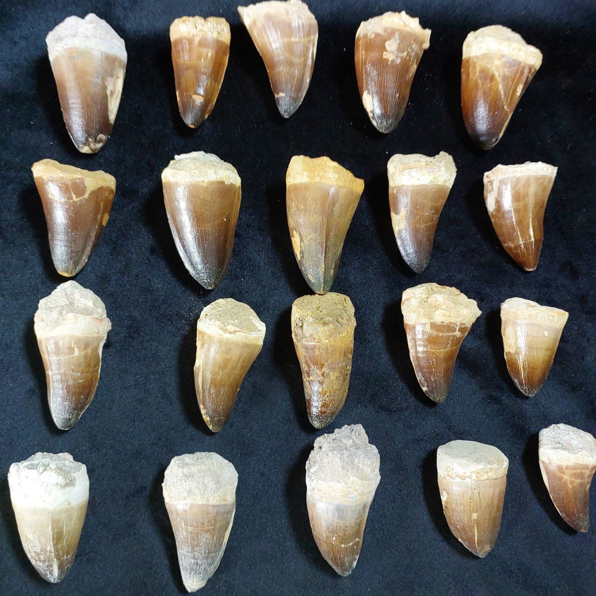 Bulk Mosasaur Fossil Teeth, 2.4 in – AD-12590 - PaleoDeserts