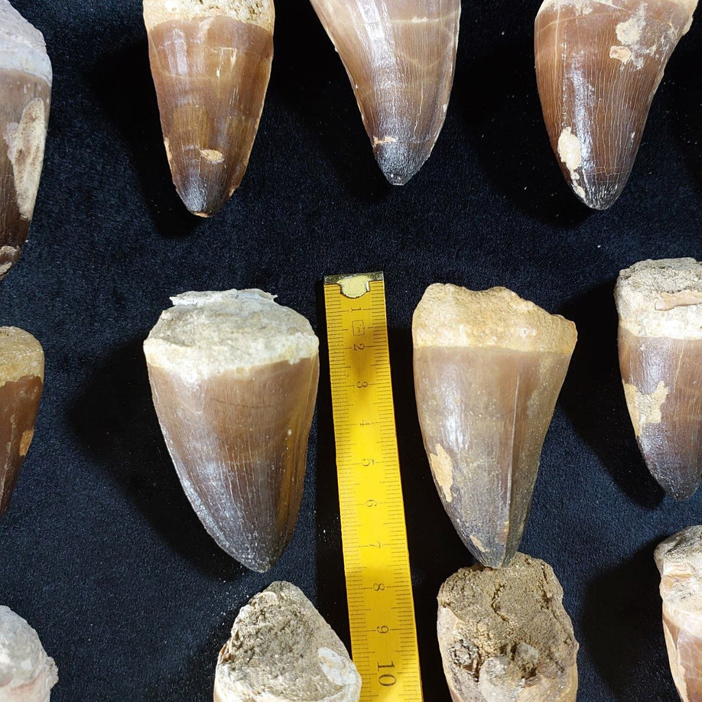 Bulk Mosasaur Fossil Teeth, 2.4 in – AD-12590 - PaleoDeserts