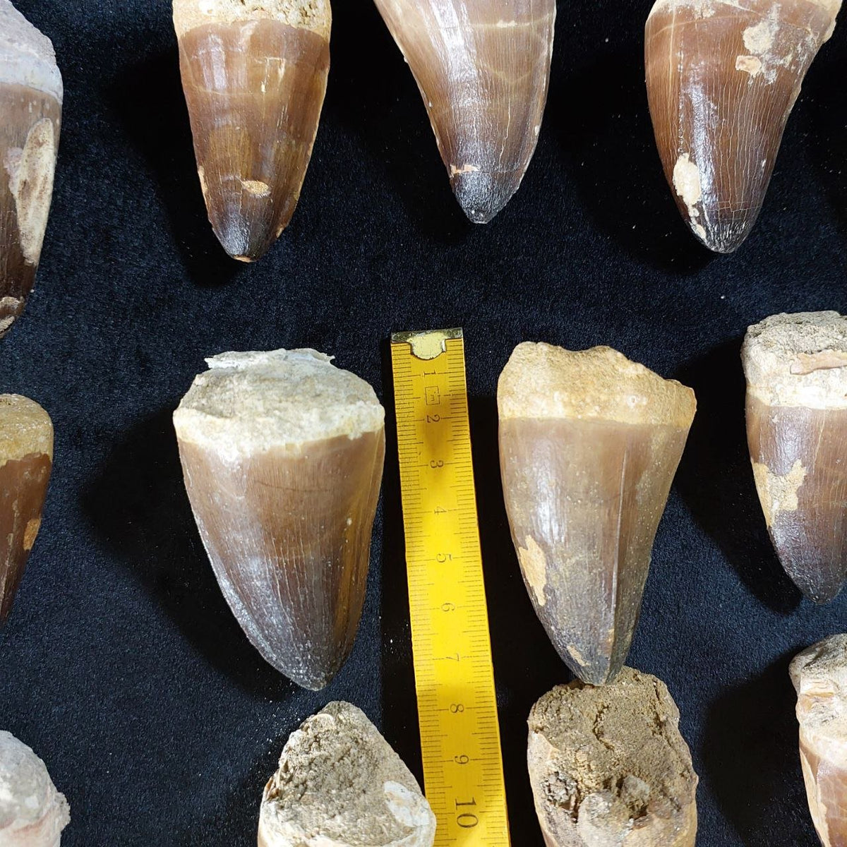 Bulk Mosasaur Fossil Teeth, 2.4 in – AD-12590 - PaleoDeserts