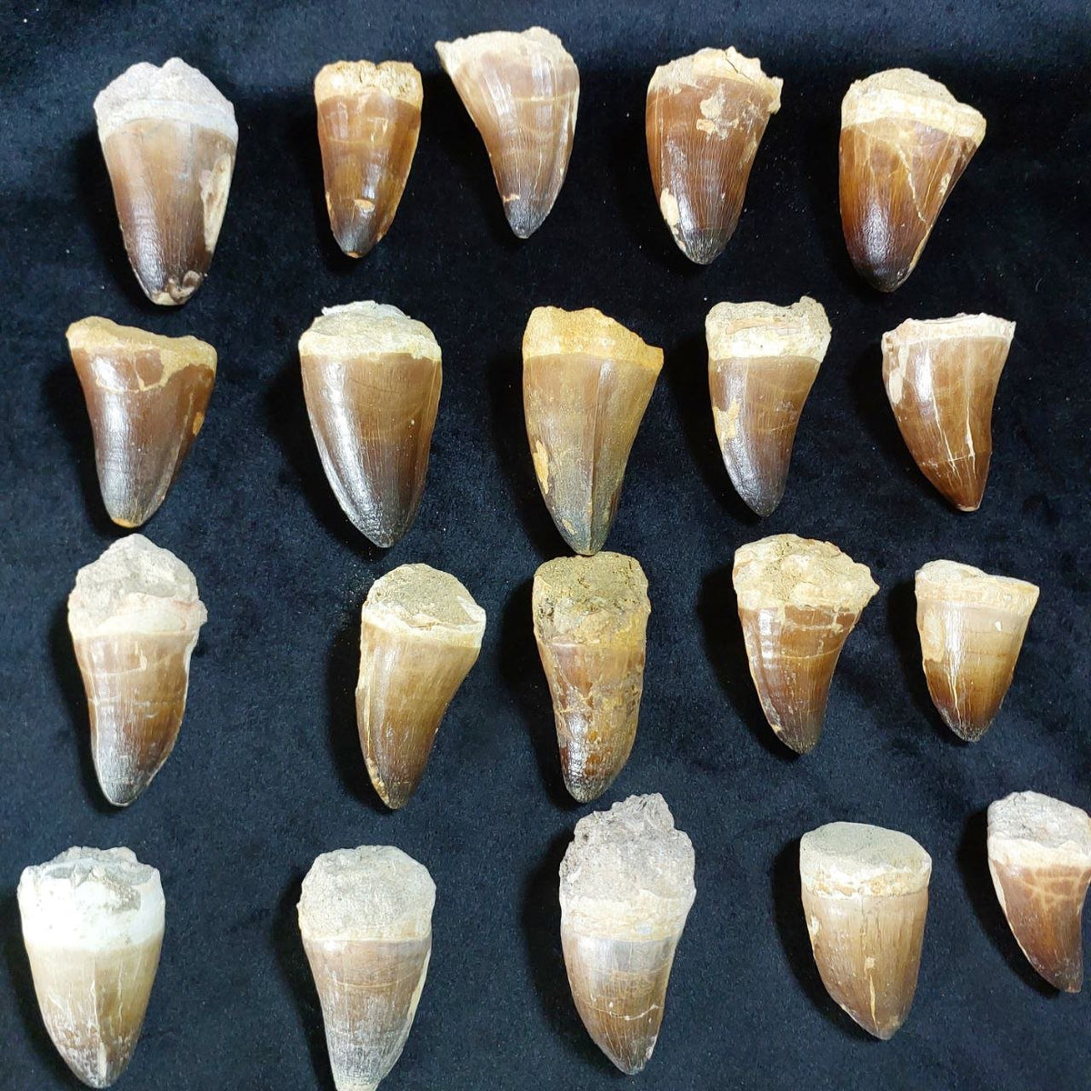 Bulk Mosasaur Fossil Teeth, 2.4 in – AD-12590 - PaleoDeserts