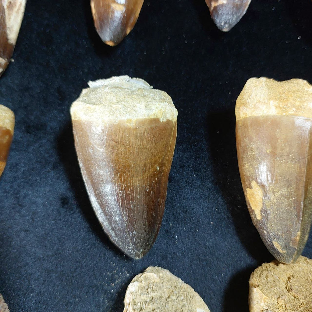 Bulk Mosasaur Fossil Teeth, 2.4 in – AD-12590 - PaleoDeserts