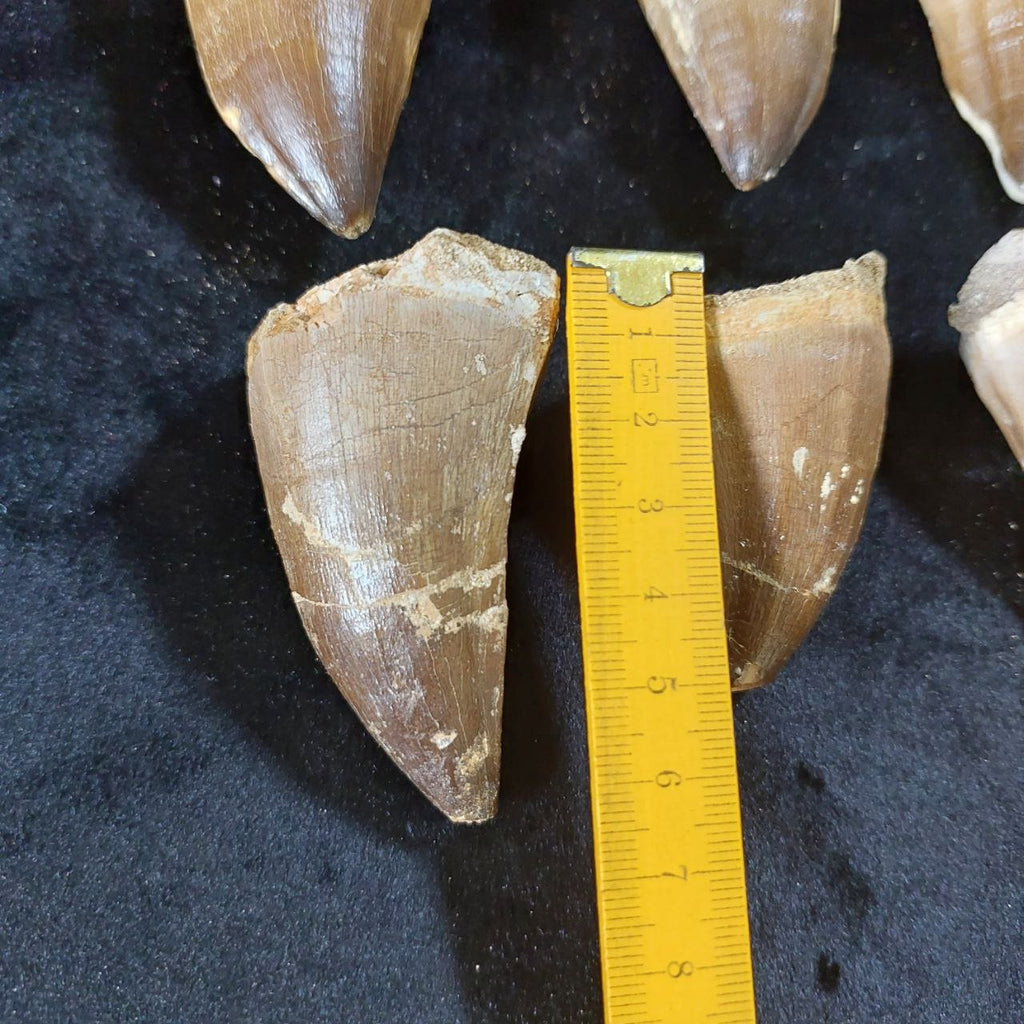 Bulk Mosasaur Fossil Teeth, 2.4 in – AD-12590 - PaleoDeserts