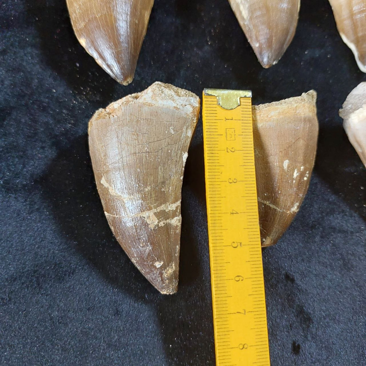 Bulk Mosasaur Fossil Teeth, 2.4 in – AD-12590 - PaleoDeserts