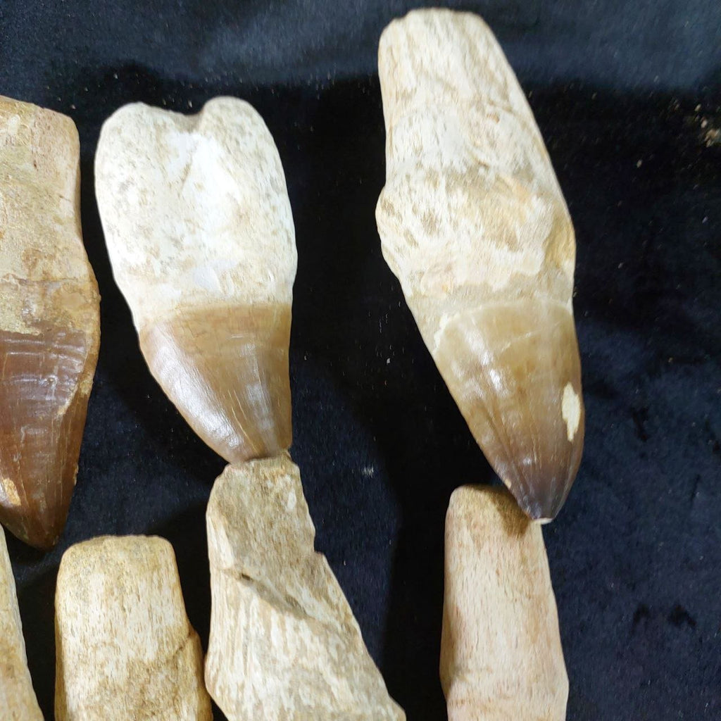Bulk Mosasaur Fossil Teeth – AD-12731 - PaleoDeserts