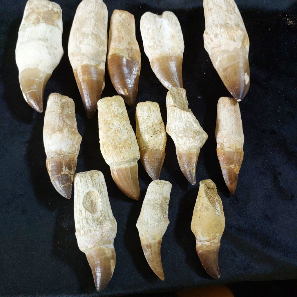 Bulk Mosasaur Fossil Teeth – AD-12731 - PaleoDeserts