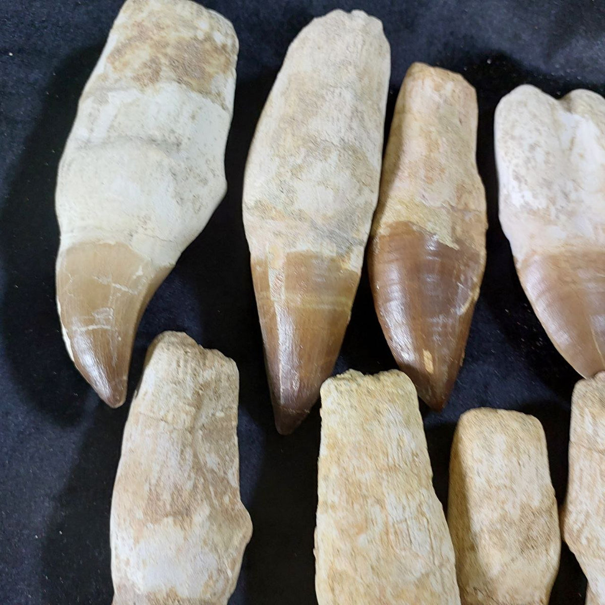 Bulk Mosasaur Fossil Teeth – AD-12731 - PaleoDeserts