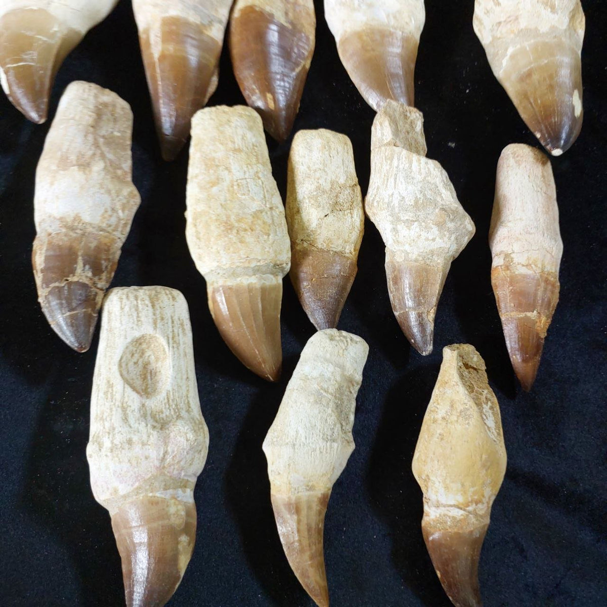 Bulk Mosasaur Fossil Teeth – AD-12731 - PaleoDeserts