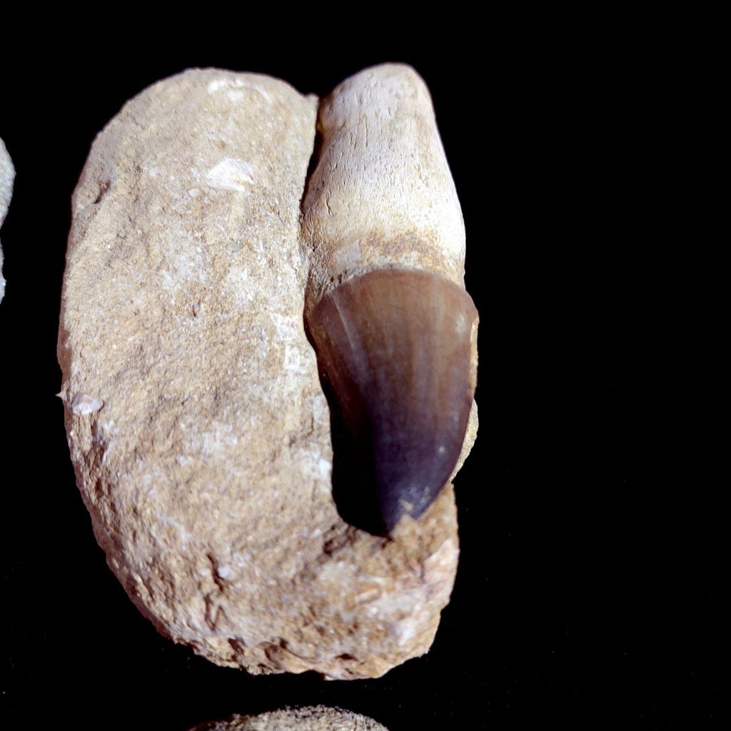 Bulk Mosasaur Fossil Teeth – AD-12731 - PaleoDeserts