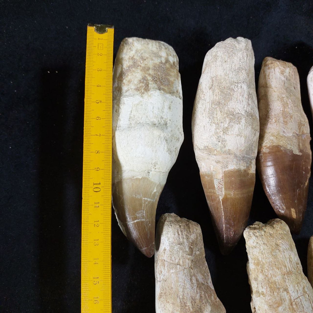 Bulk Mosasaur Fossil Teeth – AD-12731 - PaleoDeserts