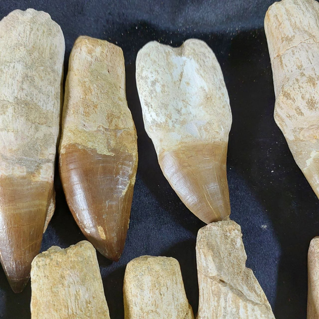 Bulk Mosasaur Fossil Teeth – AD-12731 - PaleoDeserts