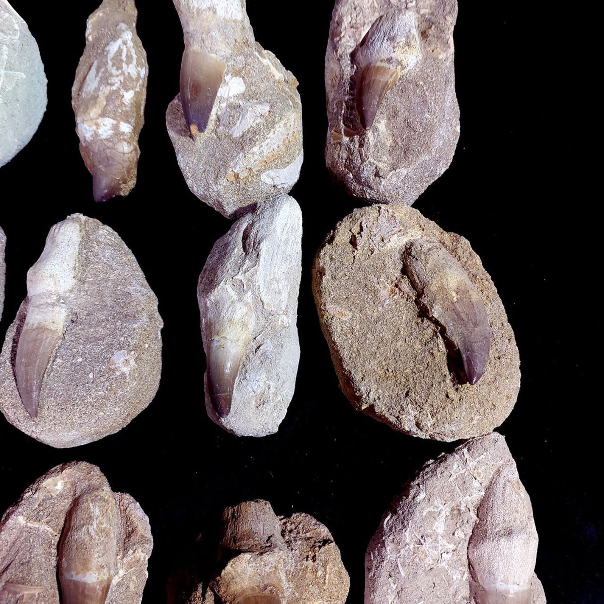 Bulk Mosasaur Fossil Teeth – AD-12754 - PaleoDeserts
