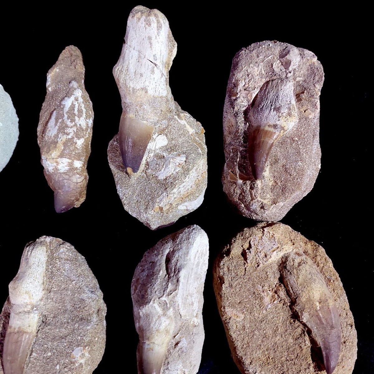 Bulk Mosasaur Fossil Teeth – AD-12754 - PaleoDeserts