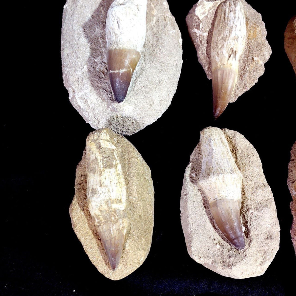 Bulk Mosasaur Fossil Teeth – AD-12754 - PaleoDeserts